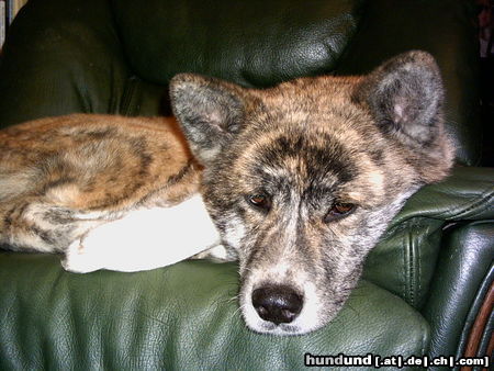 Akita Inu Bisai of Ichinoseki - Hündin