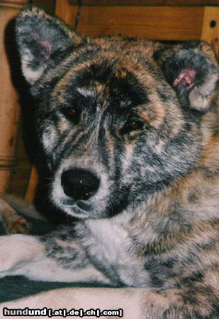 Akita Inu Bisai of Ichinoseki - Hündin