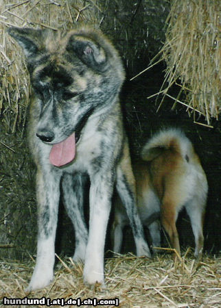 Akita Inu Bisai of Ichinoseki - Hündin