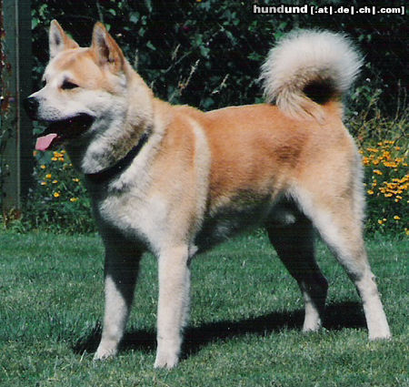 Akita Inu Daitan von der Zehntgasse - Hündin