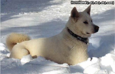 Akita Inu Tamami im Schnee