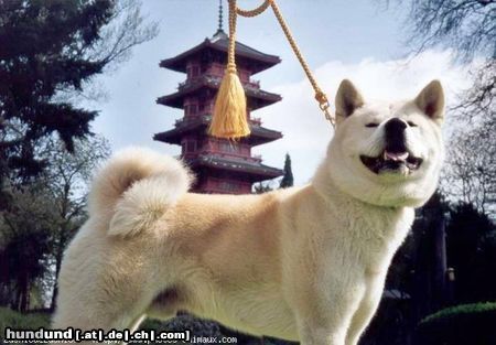 Akita Inu Akita Inu Kennel FURINKAZAN from Belgium