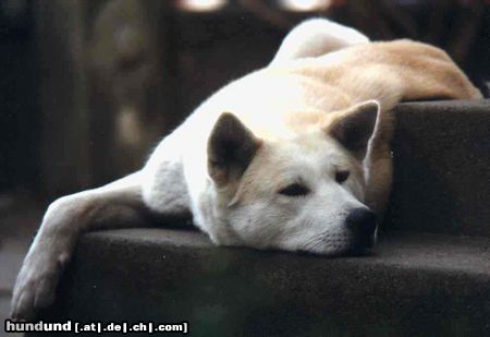 Akita Inu Akemi