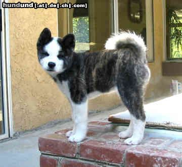 Akita Inu baby