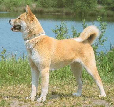 Akita Inu