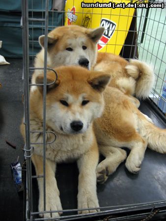 Akita Inu Akita Inu bei der IHA 2004 in Graz