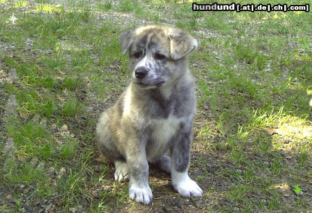 Akita Inu Amigo 9wochen