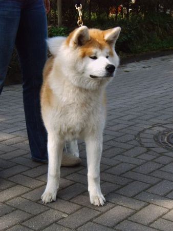 Akita Inu Fuuga Go Hiratsuka Kensha