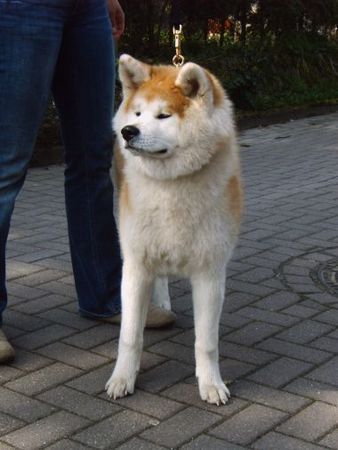 Akita Inu Fuuga Go Hiratsuka Kensha