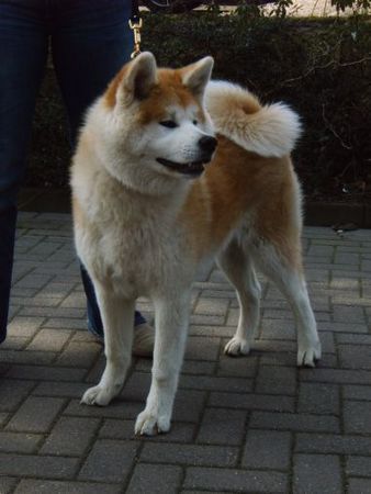 Akita Inu Fuuga Go Hiratsuka Kensha