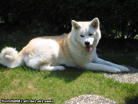 Akita Inu geisha