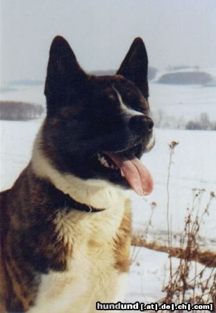 Akita Inu Joschi of Kakuso Chiho