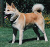 Akita Inu Hund