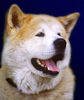 Akita Inu Hund