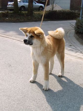 Akita Inu Sai Go of RamsRaspel Kensha