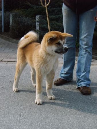 Akita Inu Sai Go of RamsRaspel Kensha