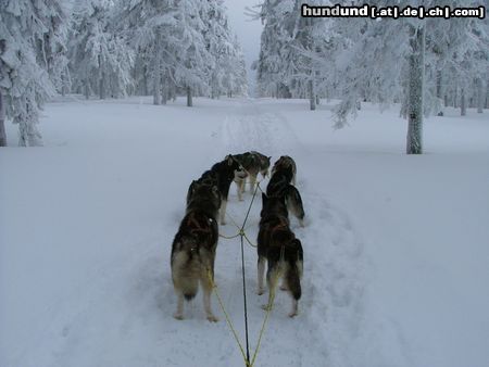 Alaskan Malamute ŠEDIVÁČKŮV LONG