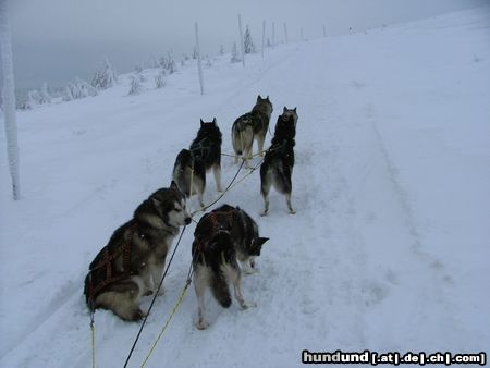 Alaskan Malamute ŠEDIVÁČKŮV LONG O5