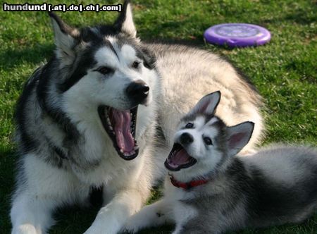 Alaskan Malamute Mutter und Tochter