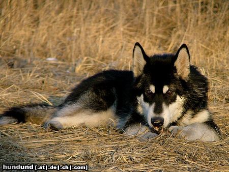 Alaskan Malamute Timber