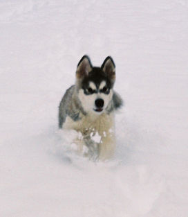 Alaskan Malamute Yankee