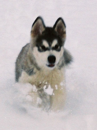 Alaskan Malamute Yankee Bear W Kampinoskim Boru