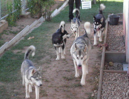 Alaskan Malamute unser rudel