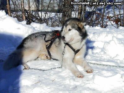 Alaskan Malamute *g*