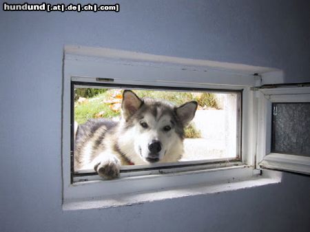 Alaskan Malamute Balu