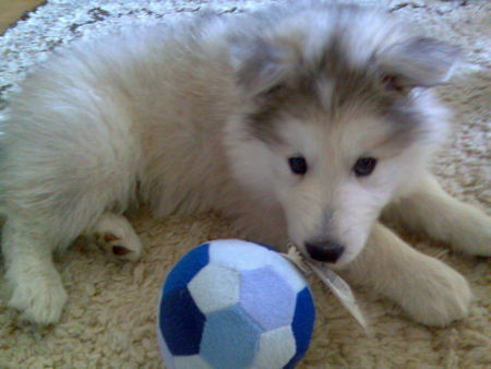 Alaskan Malamute