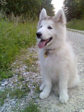 Alaskan Malamute