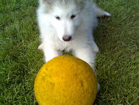 Alaskan Malamute