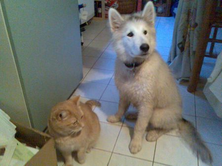 Alaskan Malamute