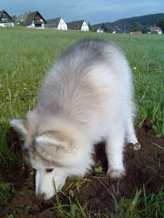 Alaskan Malamute