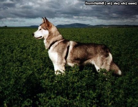 Alaskan Malamute Na so was!