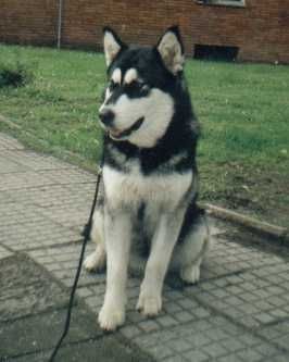 Alaskan Malamute