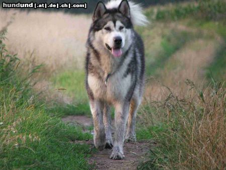 Alaskan Malamute Ch.Pl.DOCTOR WATSON