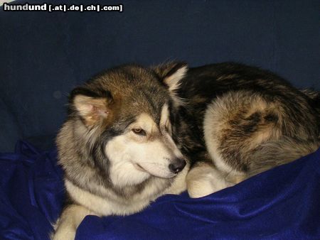 Alaskan Malamute Andra of Hill