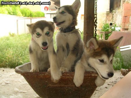 Alaskan Malamute 3 unserer 5 süßen mit 11 wochen!!