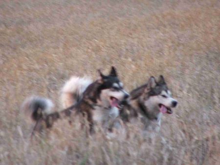 Alaskan Malamute Bisha Gee & Doctor Watson