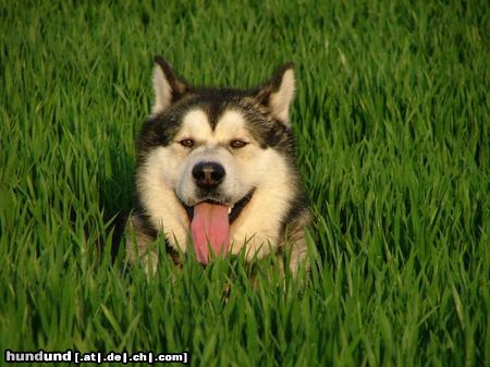 Alaskan Malamute KUK !