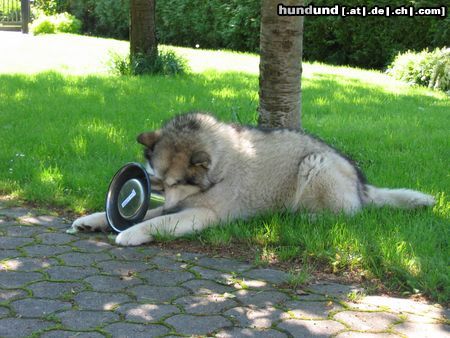 Alaskan Malamute Randy mit Futterschüssel