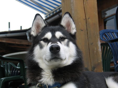 Alaskan Malamute Das ist unsere Alaskan Malamute Hündin 