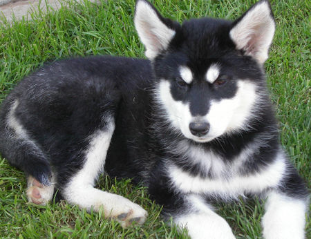 Alaskan Malamute Luca