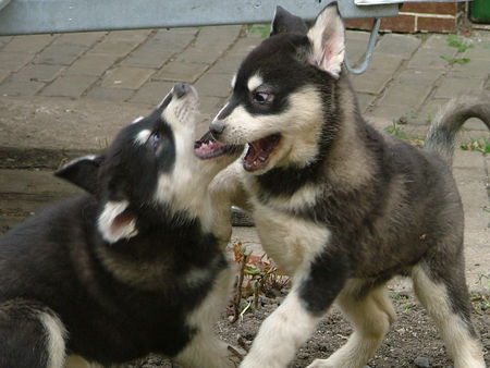 Alaskan Malamute Ich will nicht! 