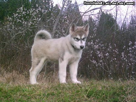 Alaskan Malamute Nana,3 monate alt