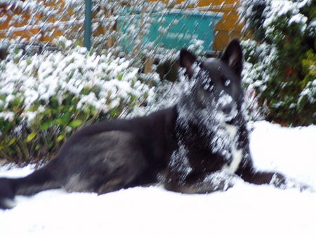 Alaskan Malamute Wohlfühlklima