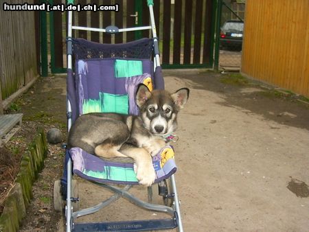 Alaskan Malamute