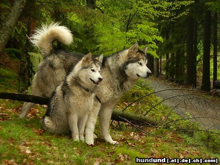 Alaskan Malamute Vakinyan mit seiner Enkelin Cheyennr