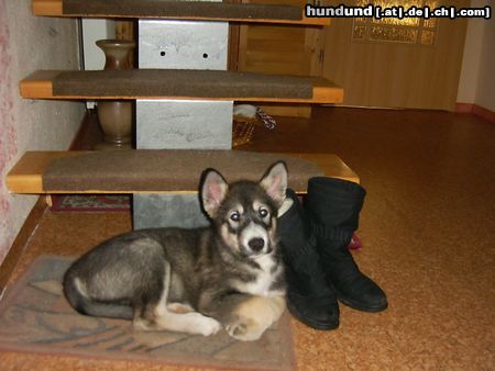 Alaskan Malamute